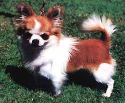 CH. Domino (Sans Affixe)